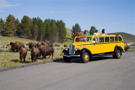 The Coolest Way To Tour By Yellowstone Historic Yellow Bus