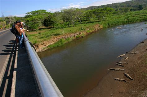 The Crocodile Bridge In Costa Rica Costa Rica Holiday