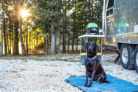 The Destination Dog Hook Barrel Magazine