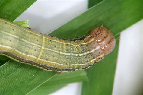 The Exotic Fall Armyworm In Australia A South Eastern Perspective