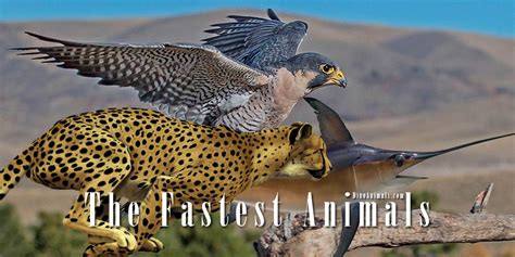 The Fastest Animals On Land In Water And In The Air Dinoanimals Com