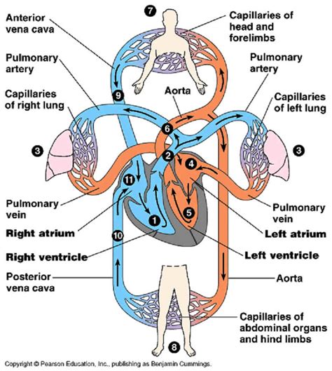 The Heart And Blood Flow Blood And The Cardiovascular System