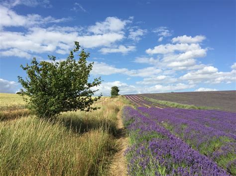 The Hitchin Lavender Fields In England