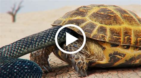 The Ingenious Ways Turtles Protect Themselves From Snakes Tipstravel24h Site