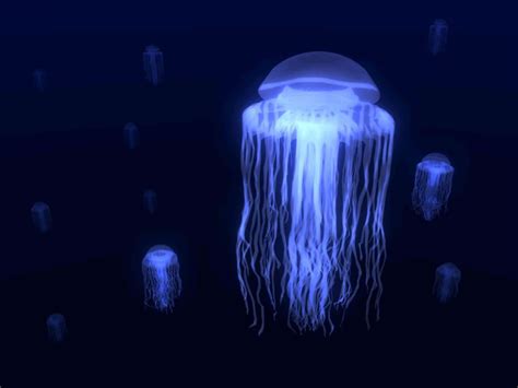 The Jellyfish Lovers Blog Jellyfish Ancestry Blog 5