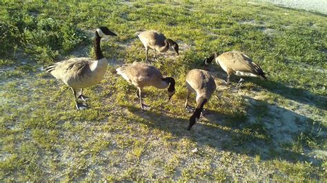 The Last Five Geese At My Park R Geese