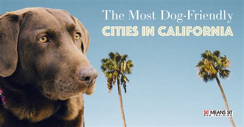 The Most Dog Friendly Cities In California Sit Means Sit South Orange County