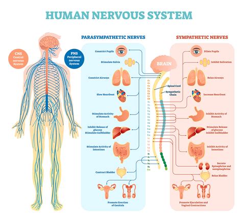 The Peripheral Nervous System Bio103 Human Biology