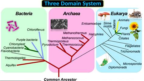 The Three Domains