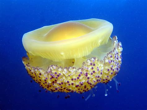 The Ultimate Guide To Jellyfish