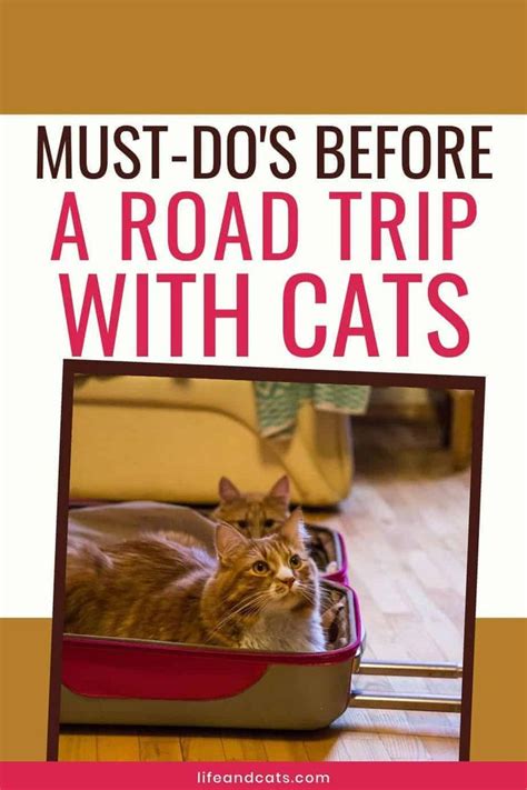 The Ultimate Guide To Traveling With Cats The Riding Around In Cars