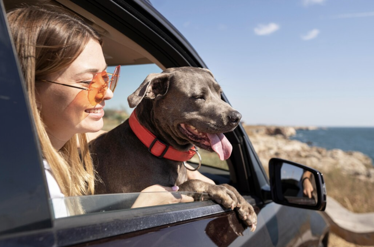 The Ultimate Guide To Traveling With Your Pet Destinations Amp Organization Exploratory Glory