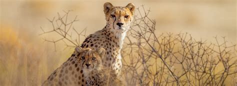 The Ultimate Kenya Safari African Adventure Specialists