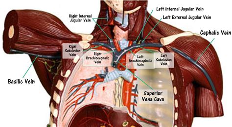 The Vessels Of Blood Circulation Scientist Cindy