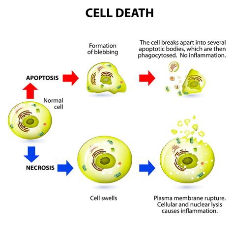 The Vicious Cycle Of Hypertension And Cell Death