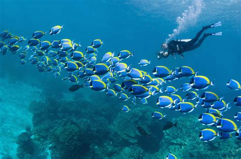 The World Amp 39 S Best Scuba Diving Destinations