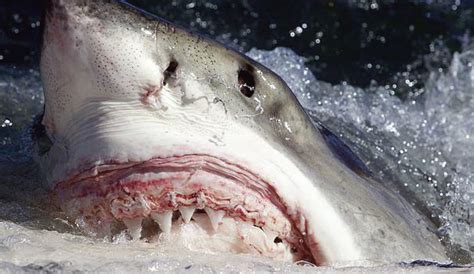 The World S 10 Deadliest Shark Attack Beaches The Inertia