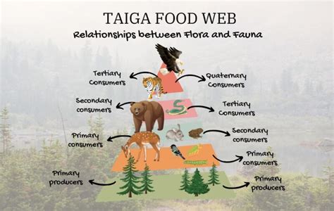 Theatres To The Taiga Biome Taiga Boreal Forest Food Web Taiga