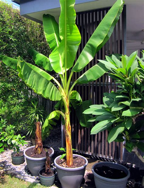 There Is A Large Banana Tree In The Potted Planter On The Side Of The Road