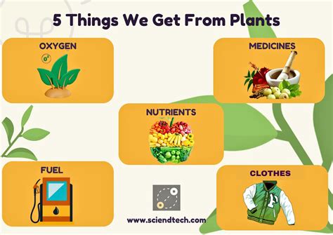 Things We Get From Plants