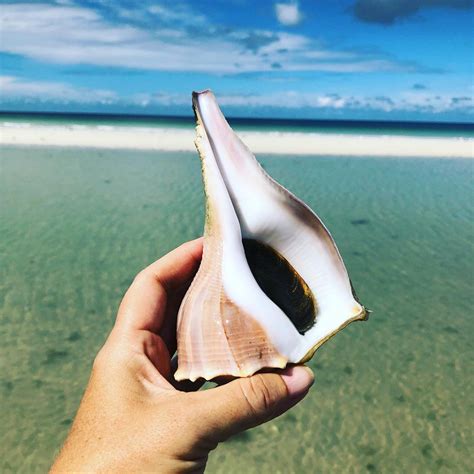 This Hidden 8 Mile Deserted Island In Western Florida Is Great For Rare Shell Hunting Desert