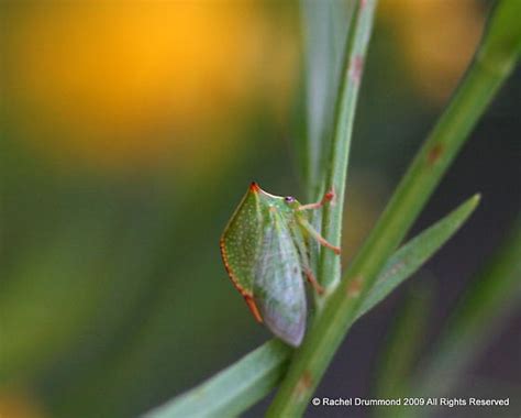 Thorn Bug On A Tall 4 5 Amp 39 Plant I Believe Of The Asteraceae Family Sunflower