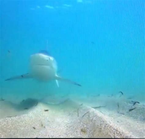 Thousands Of Blacktip Sharks Gather Off Florida Coast