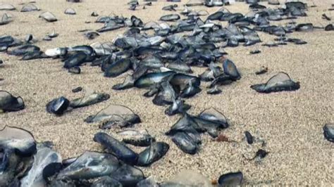 Thousands Of Jellyfish Wind Up On Florida Beach Abc7 New York