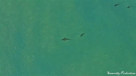 Thousands Of Sharks Off The Beach In Destin Florida Youtube