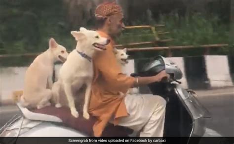 Three People And A Dog Enjoying A Scooter Ride At The Beach