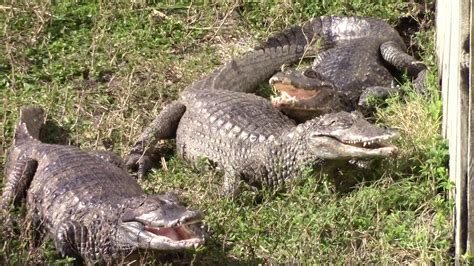 Three Smiling Alligators Destin Fl Youtube