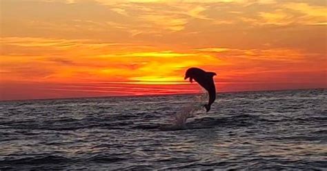 Thriller Destin Sunset Dolphin Cruise Search Scuba