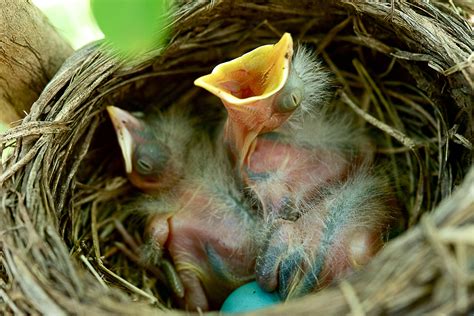 Animals Travel Together To Nesting Grounds