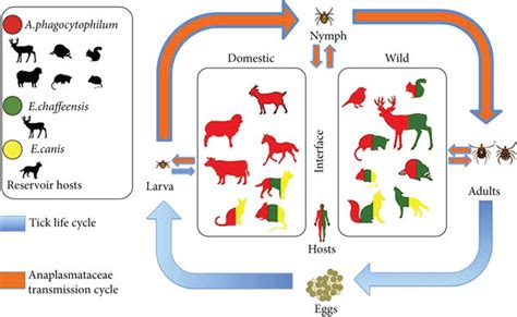 Tick Borne Pathogen Transmission This Image Shows The Life Cycle Of