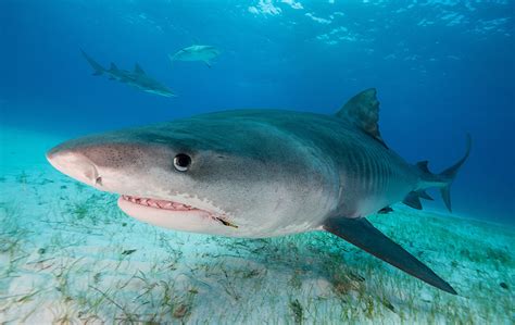 Tiger Shark Fishing In Myrtle Beach The Ultimate Guide Wickedly Awesome