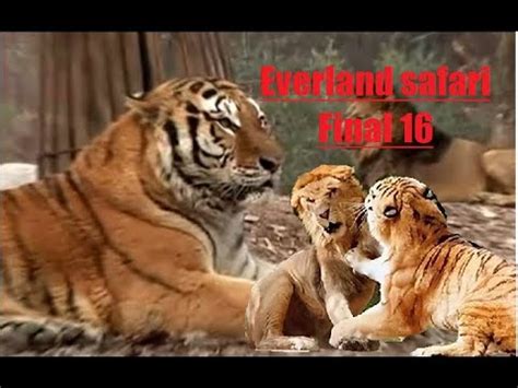 Tiger Versus Lion 16 Strong Everland Safari Confrontation Review