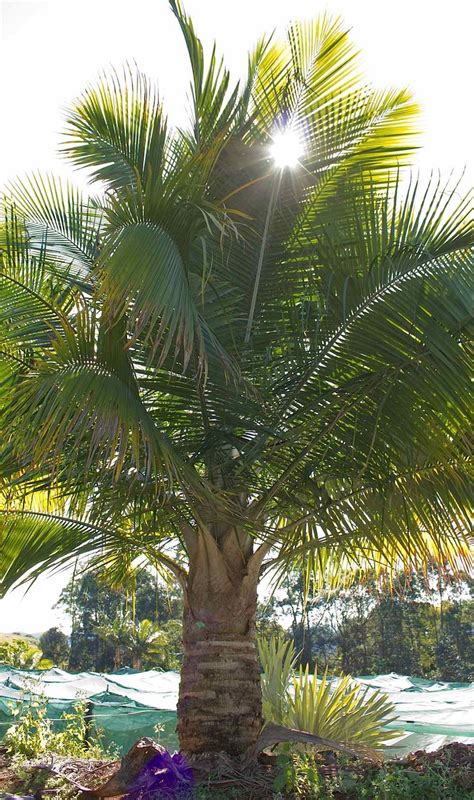 Tips About Caring For Majestic Palms Ravenea Rivularis Palms Online Australia