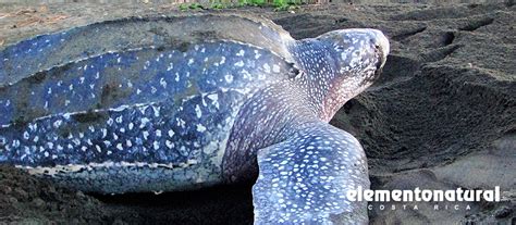 Tips And Tricks About Sea Turtle Watching In Costa Rica Elemento Natural