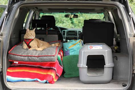 Tips And Tricks For Traveling With Cats Plan A Road Trip