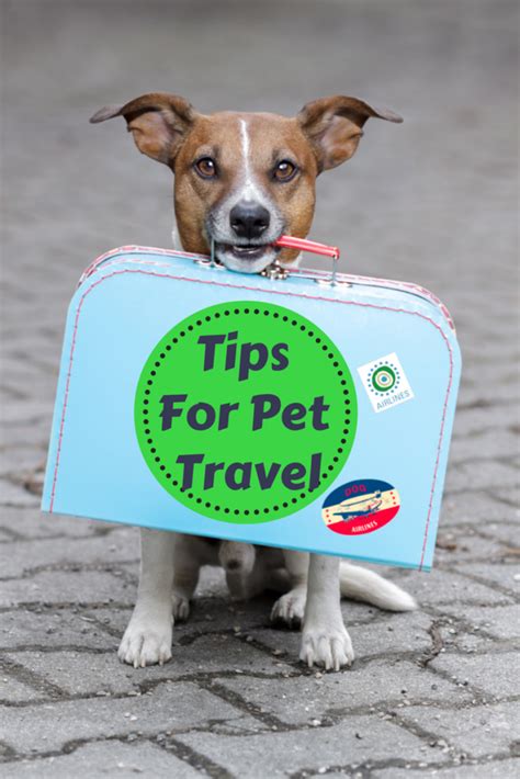 Tips For Pet Travel The Travel Sisters