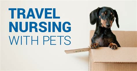 Tips For Travel Nursing With Pets