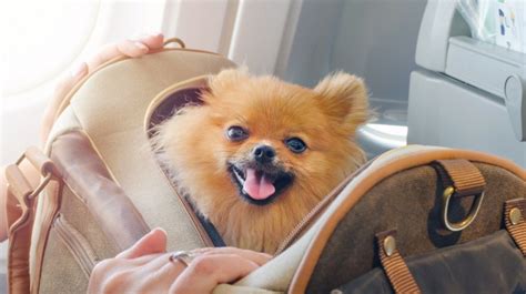 Tips For Traveling With Pets Bookmundi