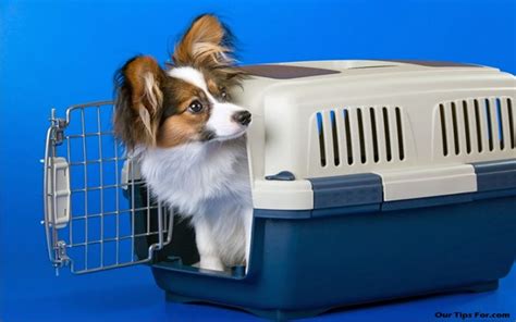 Tips On Choosing A Pet Carrier Jdv Animals