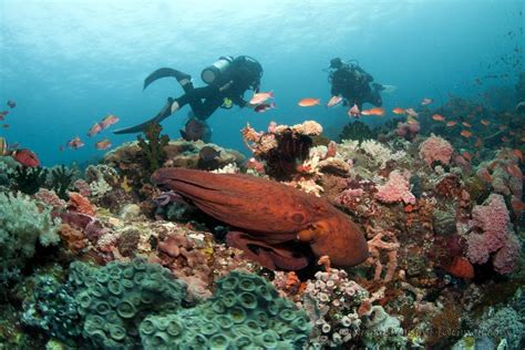 Top 10 Dive Destinations In The Philippines Best Diving In The