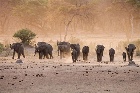 Top 10 Unmissable African Safari Destinations