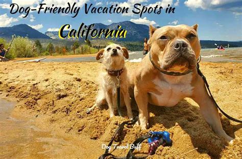 Top 11 Dog Friendly Vacations In California The Ultimate Guide