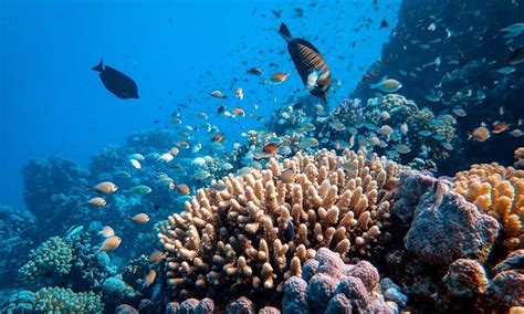 Top 12 Snorkeling Destinations In Oceania Part Ii Worldwide Snorkel