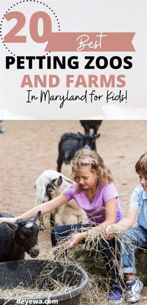 Top 20 Best Petting Zoos And Farms In Maryland For Kids Deyewa