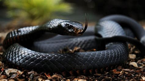 Top 5 Deadliest Snakes Itop Fives