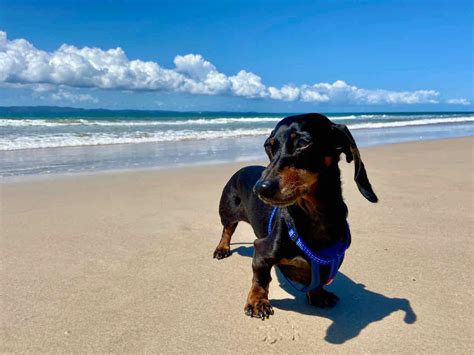 Top 5 Dog Beaches In And Around Brisbane Dogslife Dogslife Dog Breeds Magazine